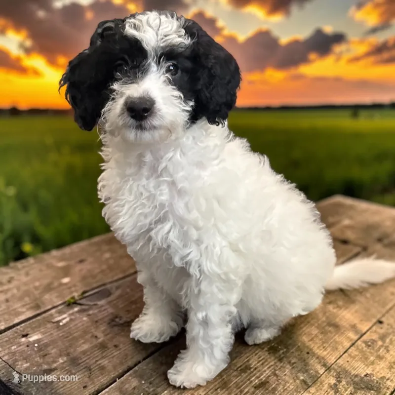 Sasha – Miniature Goldendoodle puppy for sale in Tracy, CA