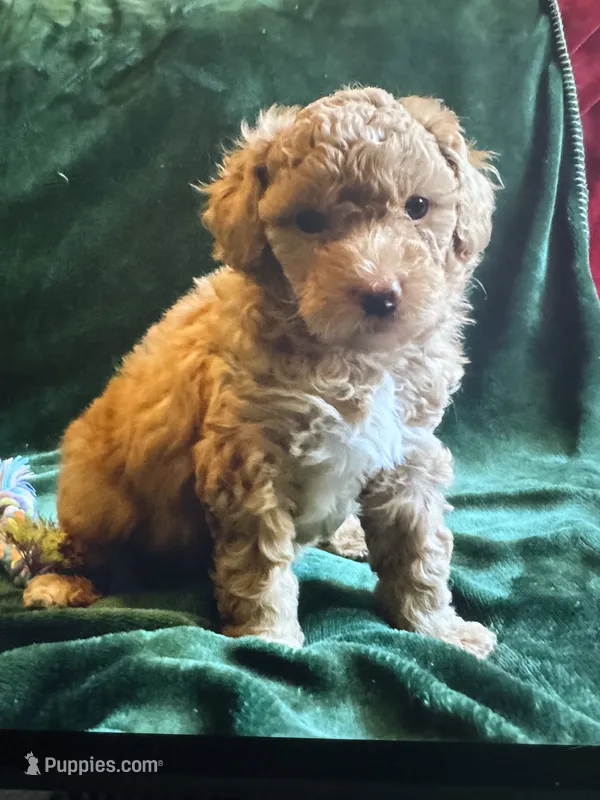 Milo – Miniature Goldendoodle puppy for sale in Tracy, CA