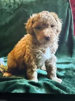 Milo, a male Miniature Goldendoodle for sale in Tracy, CA – 1 of 3