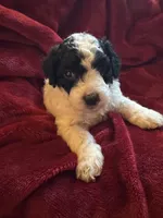 Sasha, a male Miniature Goldendoodle for sale in Tracy, CA – 3 of 10