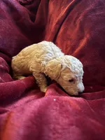 Goldie, a female Miniature Goldendoodle for sale in Tracy, CA – 5 of 9