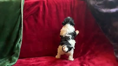 Gigi , a female Miniature Goldendoodle for sale in Tracy, CA – 8 of 8