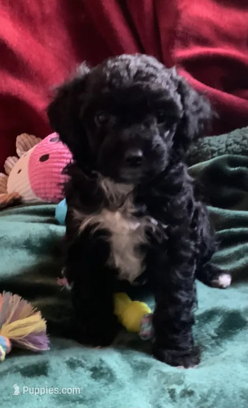 Nugget – Miniature Goldendoodle puppy for sale in Tracy, CA