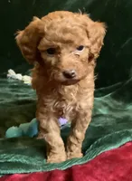 Ginger , a female Miniature Goldendoodle for sale in Tracy, CA – 3 of 9