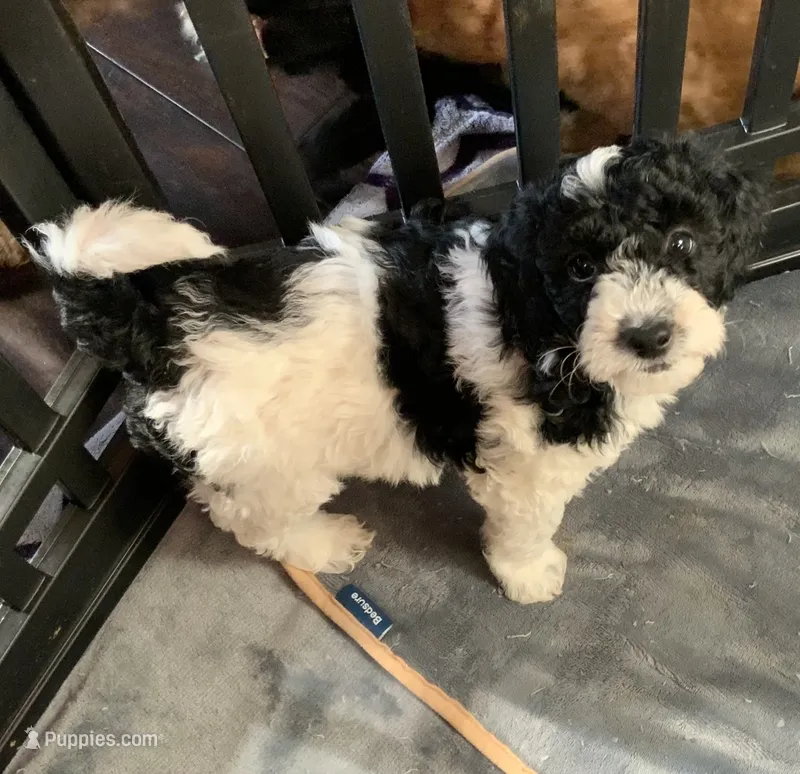 Ollie – Miniature Goldendoodle puppy for sale in Tracy, CA