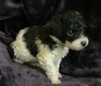 Arlo, a male Miniature Goldendoodle for sale in Tracy, CA – 10 of 10