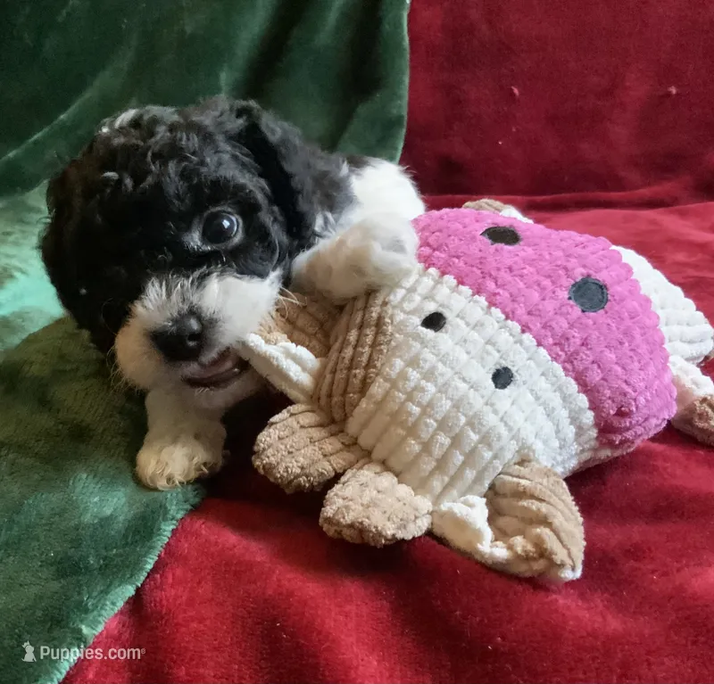 Arlo – Miniature Goldendoodle puppy for sale in Tracy, CA