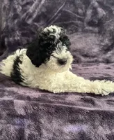 Boby, a male Miniature Goldendoodle for sale in Tracy, CA – 9 of 10