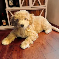 Goldie, a female Miniature Goldendoodle for sale in Tracy, CA – 5 of 9