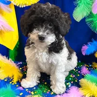 Arlo, a male Miniature Goldendoodle for sale in Manteca, CA – 5 of 8