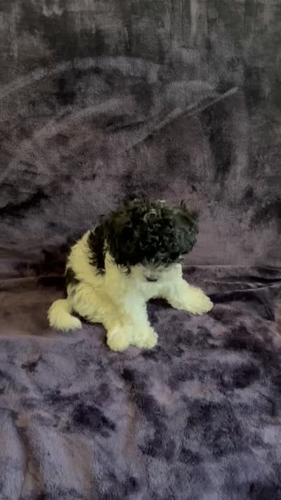 Arlo, a male Miniature Goldendoodle for sale in Manteca, CA – 8 of 8
