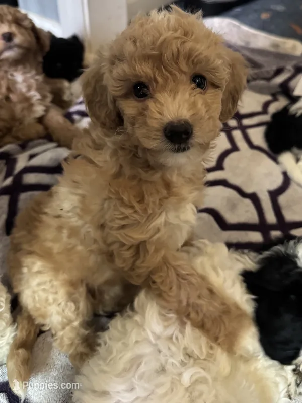 Goldie – Miniature Goldendoodle puppy for sale in Tracy, CA