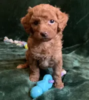 Ginger , a female Miniature Goldendoodle for sale in Tracy, CA – 2 of 9