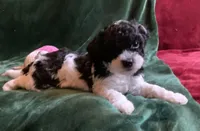 Arlo, a male Miniature Goldendoodle for sale in Tracy, CA – 6 of 8