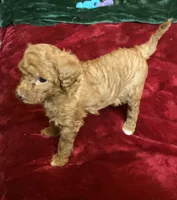 Ginger , a female Miniature Goldendoodle for sale in Tracy, CA – 5 of 9