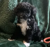 Kiki, a male Miniature Goldendoodle for sale in Tracy, CA – 5 of 7