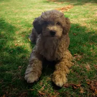 Goldie, a female Miniature Goldendoodle for sale in Tracy, CA – 7 of 9