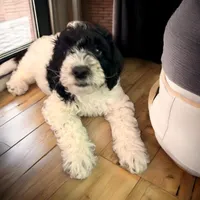 Orie , a male Miniature Goldendoodle for sale in Tracy, CA – 4 of 7