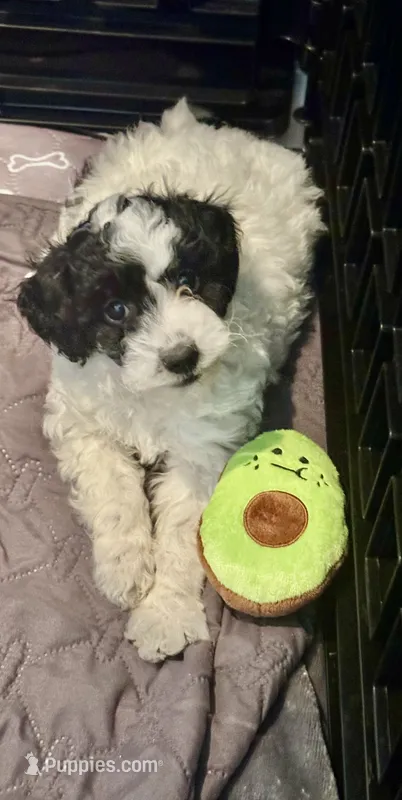 Sasha – Miniature Goldendoodle puppy for sale in Tracy, CA