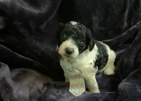 Ollie, a male Miniature Goldendoodle for sale in Tracy, CA – 6 of 7