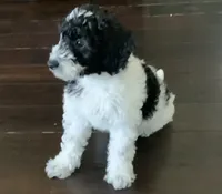 Orie , a male Miniature Goldendoodle for sale in Tracy, CA – 5 of 7