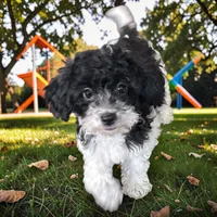 Arlo, a male Miniature Goldendoodle for sale in Manteca, CA – 3 of 8