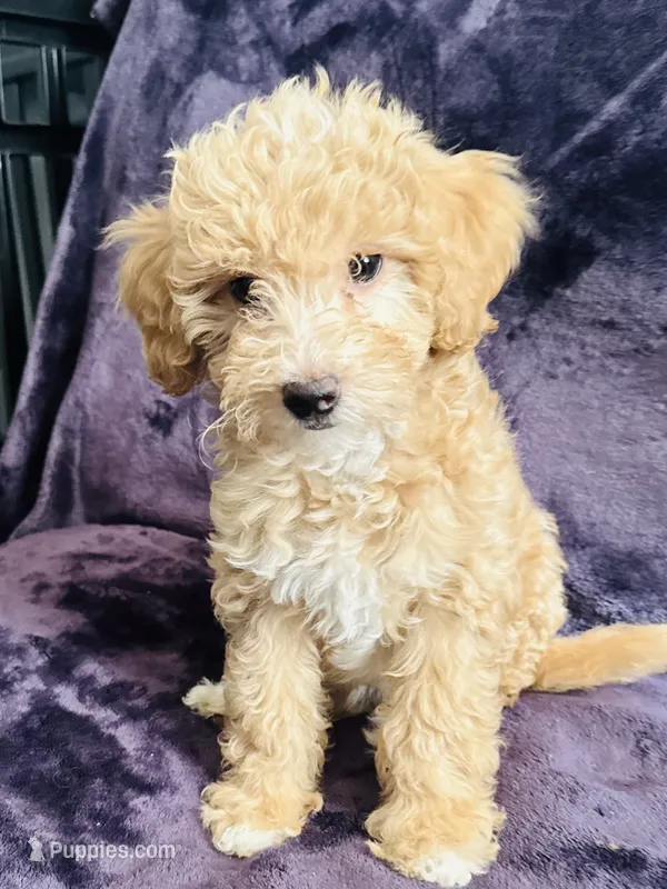 Goldie – Miniature Goldendoodle puppy for sale in Tracy, CA