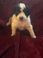 Sasha, a male Miniature Goldendoodle for sale in Tracy, CA – 7 of 10