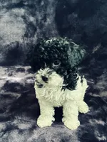 Arlo, a male Miniature Goldendoodle for sale in Tracy, CA – 3 of 8
