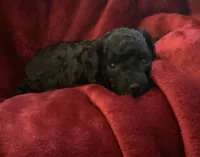 Nugget, a female Miniature Goldendoodle for sale in Tracy, CA – 2 of 6