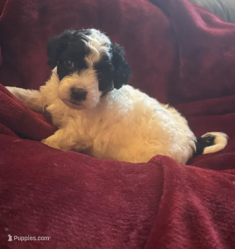 Sasha – Miniature Goldendoodle puppy for sale in Tracy, CA