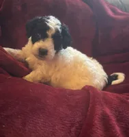 Sasha, a male Miniature Goldendoodle for sale in Tracy, CA – 1 of 10