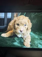 Milo, a male Miniature Goldendoodle for sale in Tracy, CA – 3 of 3