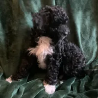 Kiki, a male Miniature Goldendoodle for sale in Tracy, CA – 6 of 7