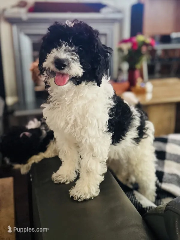 Orie  – Miniature Goldendoodle puppy for sale in Manteca, CA