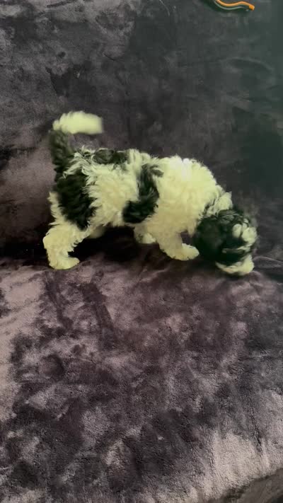 Boby, a male Miniature Goldendoodle for sale in Tracy, CA – 8 of 8