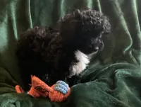 Kiki, a male Miniature Goldendoodle for sale in Tracy, CA – 4 of 7