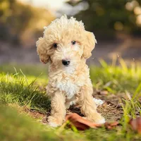 Goldie, a female Miniature Goldendoodle for sale in Tracy, CA – 3 of 9