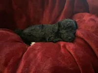 Nugget, a female Miniature Goldendoodle for sale in Tracy, CA – 6 of 6