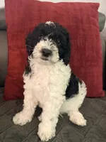 Ollie, a male Miniature Goldendoodle for sale in Tracy, CA – 2 of 10