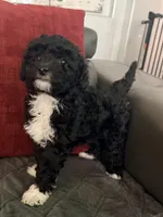 Kiki, a male Miniature Goldendoodle for sale in Tracy, CA – 3 of 7