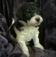 Arlo, a male Miniature Goldendoodle for sale in Tracy, CA – 7 of 10