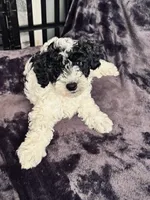 Boby, a male Miniature Goldendoodle for sale in Tracy, CA – 2 of 8