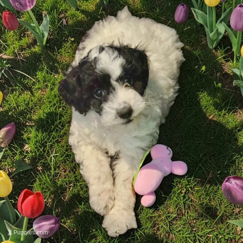 Sasha – Miniature Goldendoodle puppy for sale in Tracy, CA