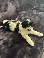 Boby, a male Miniature Goldendoodle for sale in Tracy, CA – 5 of 10