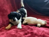 Gigi , a female Miniature Goldendoodle for sale in Tracy, CA – 4 of 8