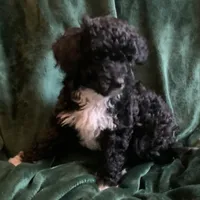 Kiki, a male Miniature Goldendoodle for sale in Tracy, CA – 2 of 7