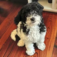 Arlo, a male Miniature Goldendoodle for sale in Manteca, CA – 2 of 8