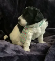 Ollie, a male Miniature Goldendoodle for sale in Tracy, CA – 4 of 7
