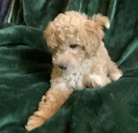 Goldie, a female Miniature Goldendoodle for sale in Tracy, CA – 9 of 9